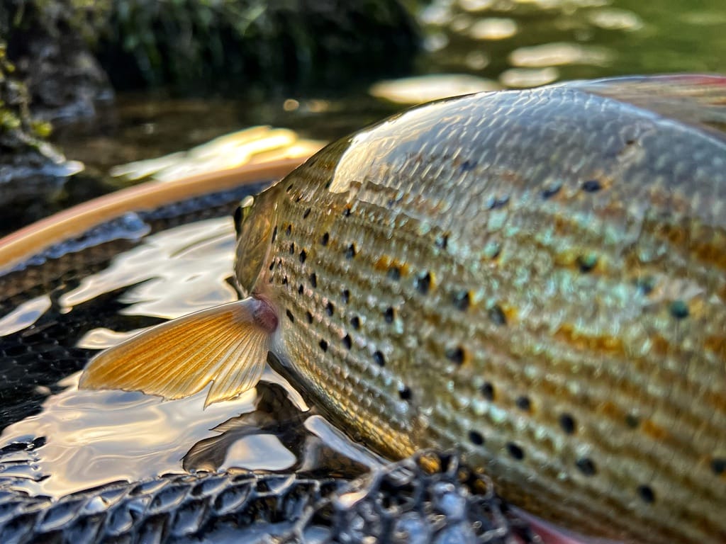 Fantastic grayling, caught on Unica river Slovenia, dry fly fishing. Book now you guide!