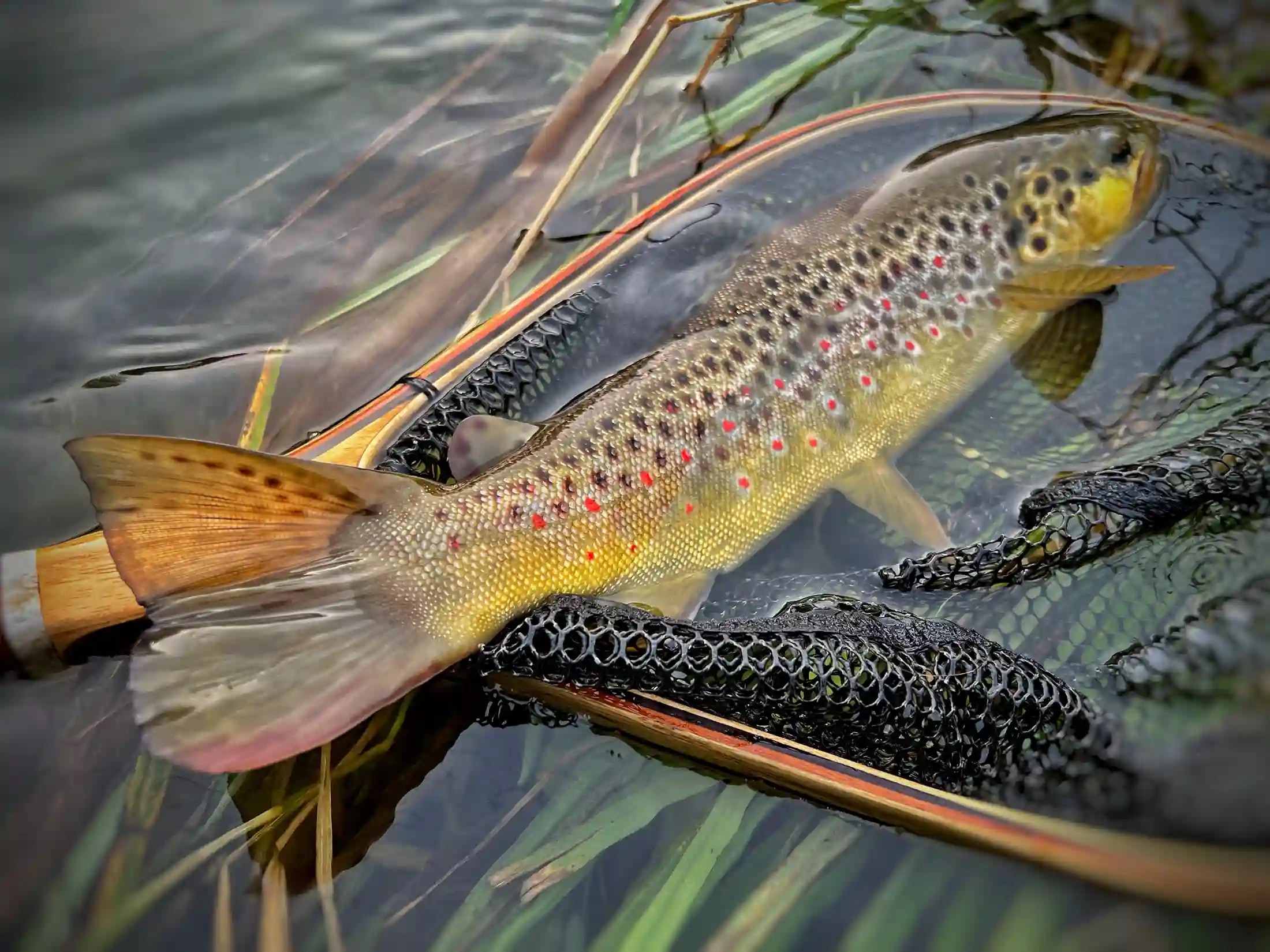 Great colors, native brown trout from Krka river. Beautiful spot for fly fishing in Slovenia.