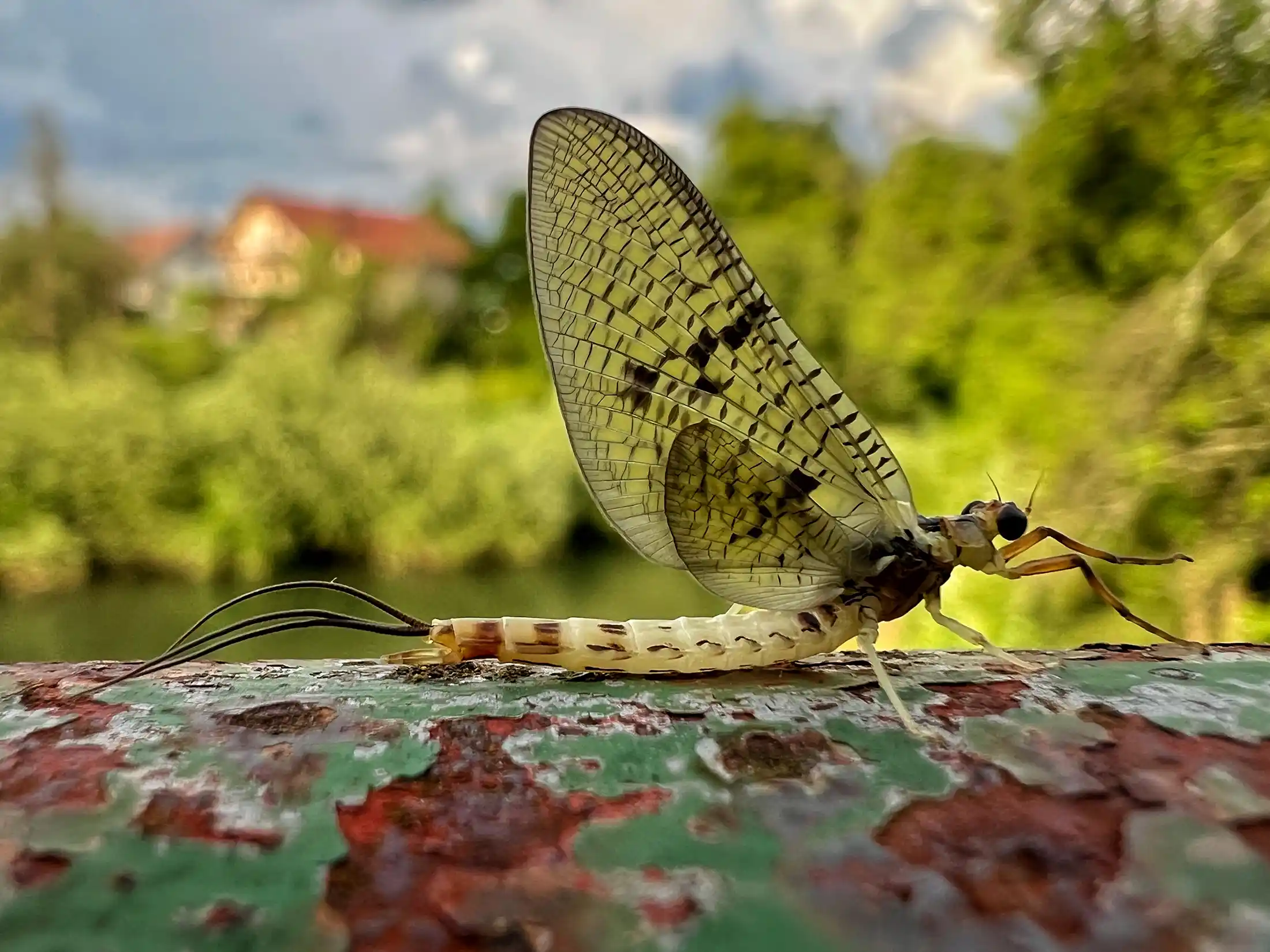 Ephemera Danica, so called May Fly, in spring, Krka river, Slovenia. Top spot for dry fly fishing.