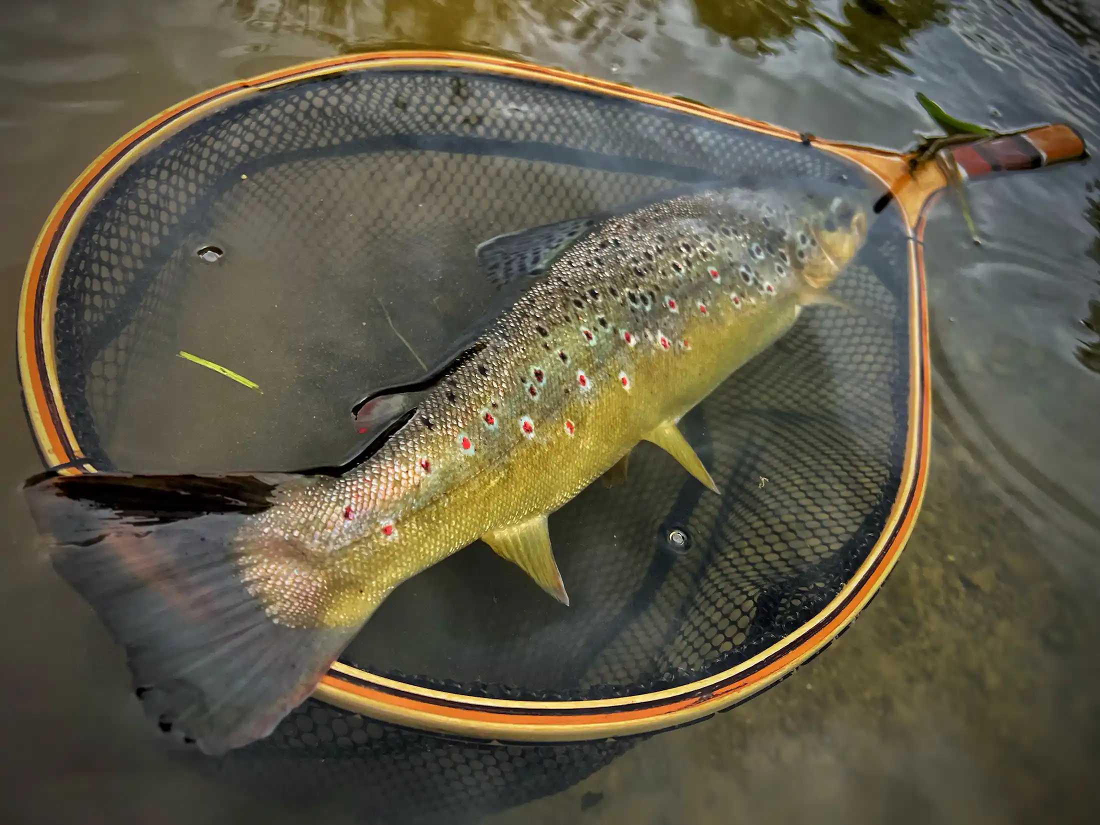 Native brown trout from Krka river, Slovenia. Dry fly fishing.