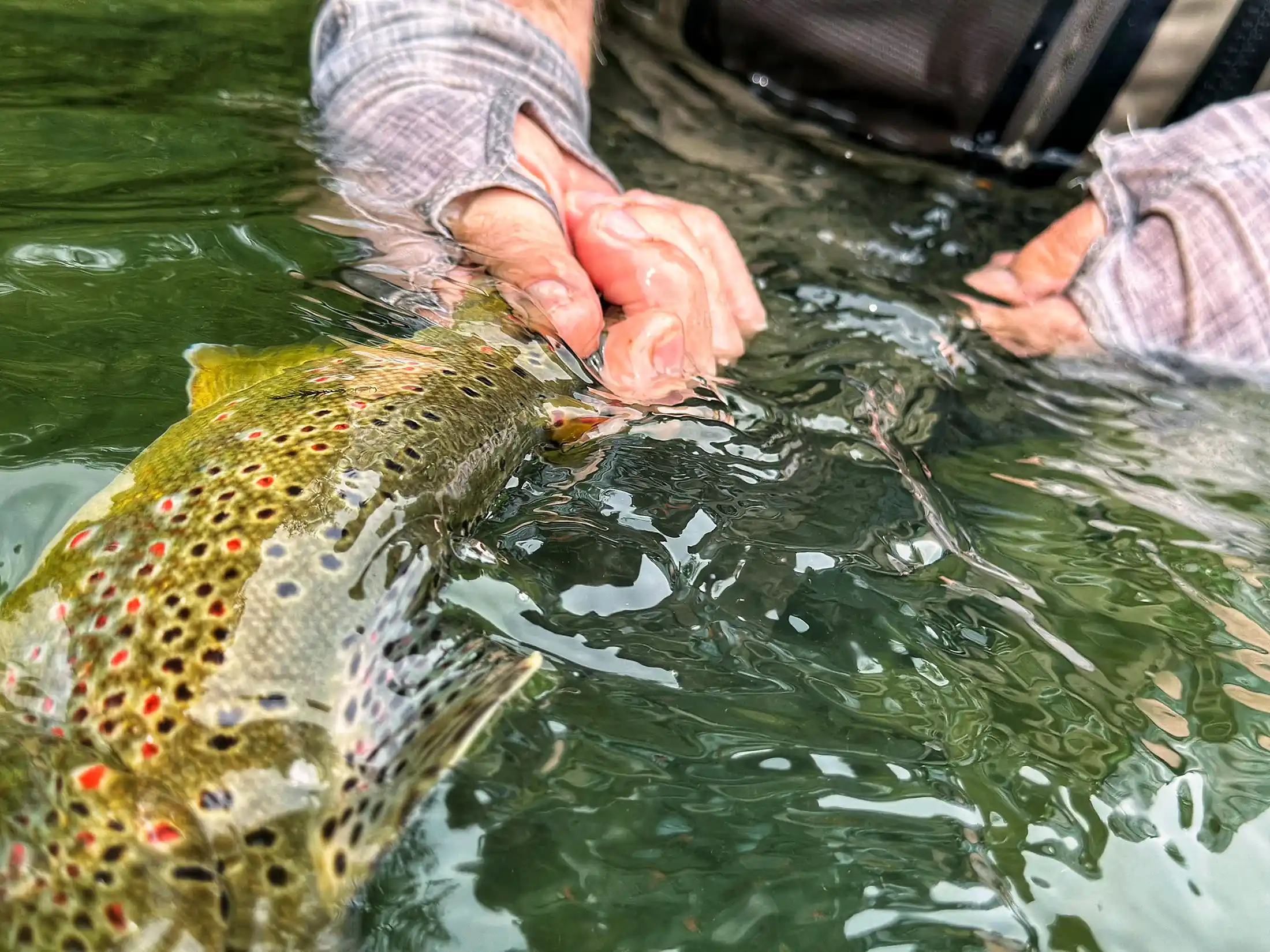Trophy brown trout, dry fly fishing, Krka river, Slovenia.