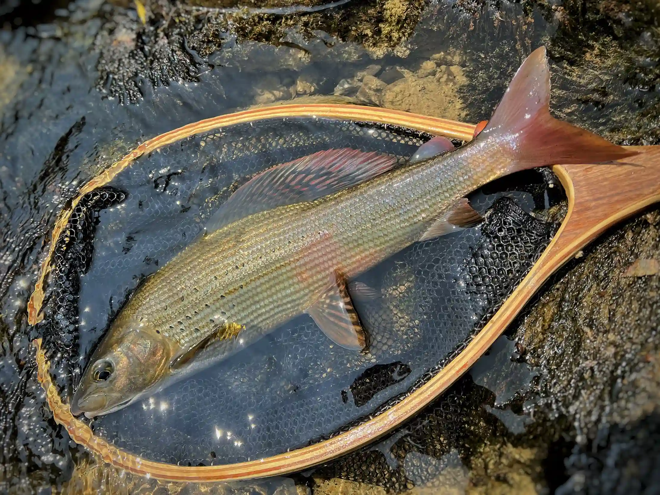 Grayling of Kupa river, Croatia. Dry fly fishing.