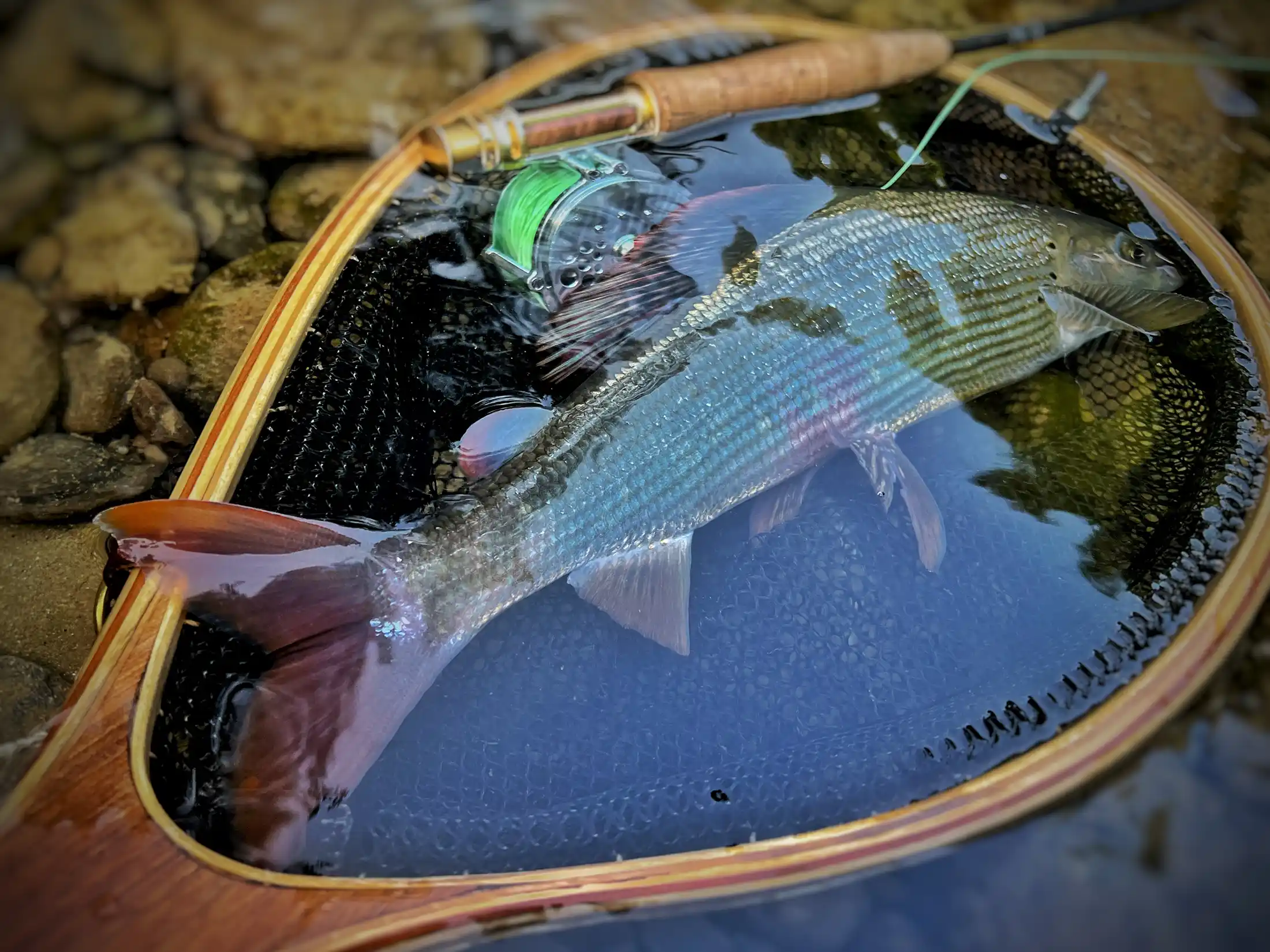Grayling of Kupa river, Croatia. Dry fly fishing.