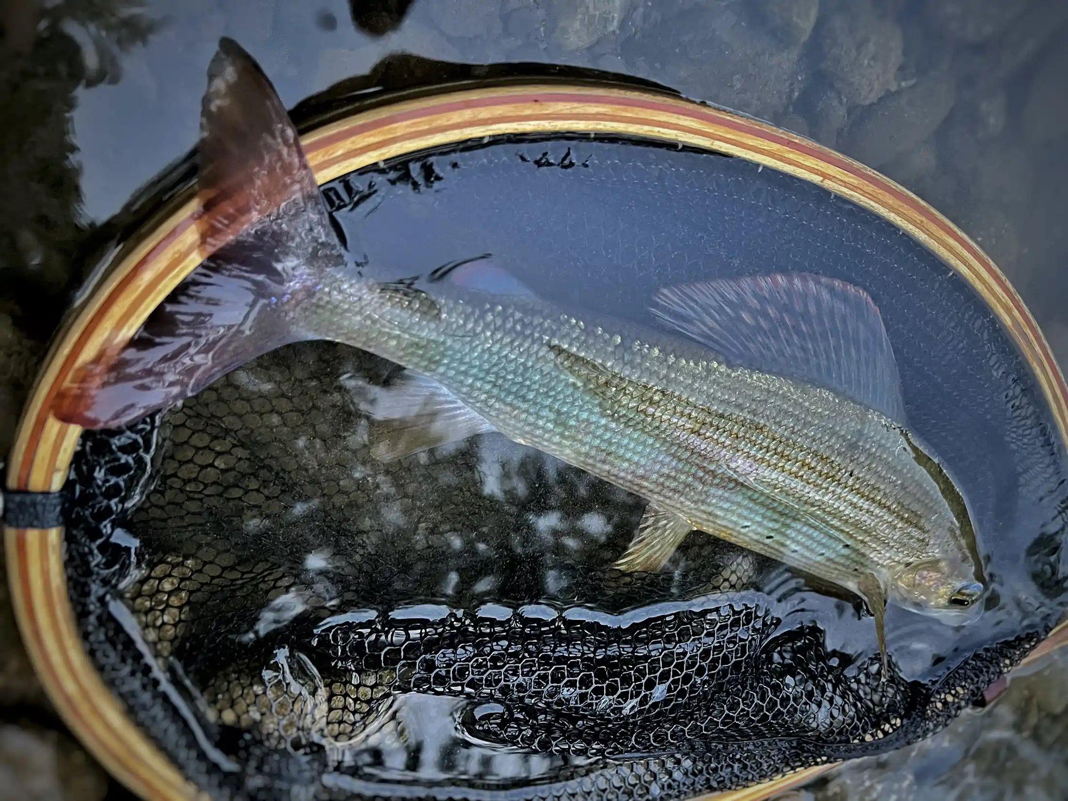 Wild grayling caught with dry fly fishing inside the Risnjak National Park in Croatia, Kupa river.