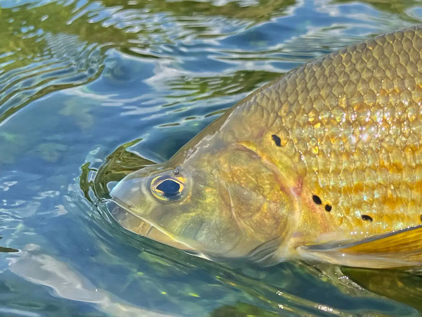 Fantastic grayling, caught on Unica river Slovenia, dry fly fishing. Book now you guide!