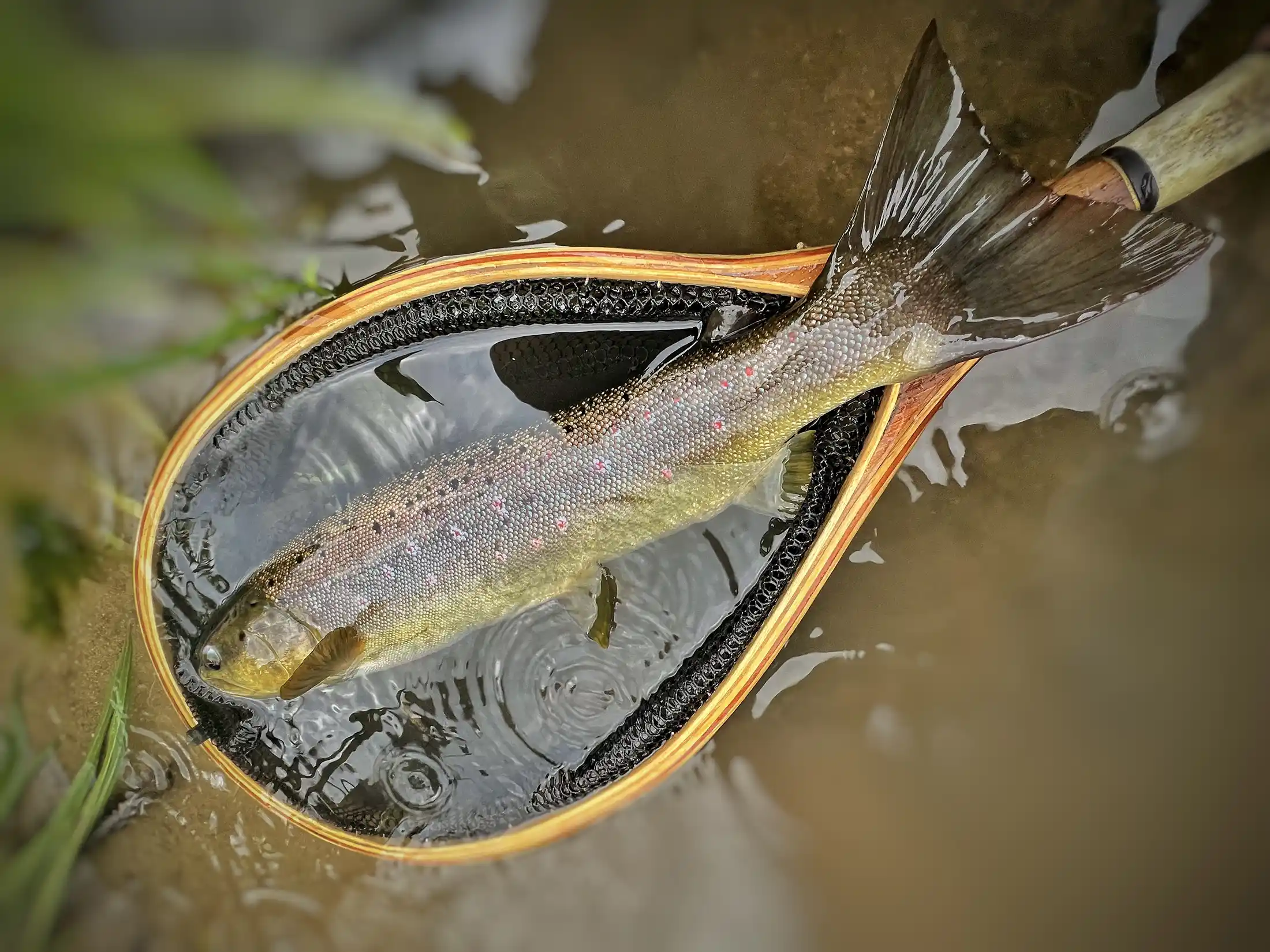 Brown trout caught on Unica river with dry fly, during an evening summer session.
