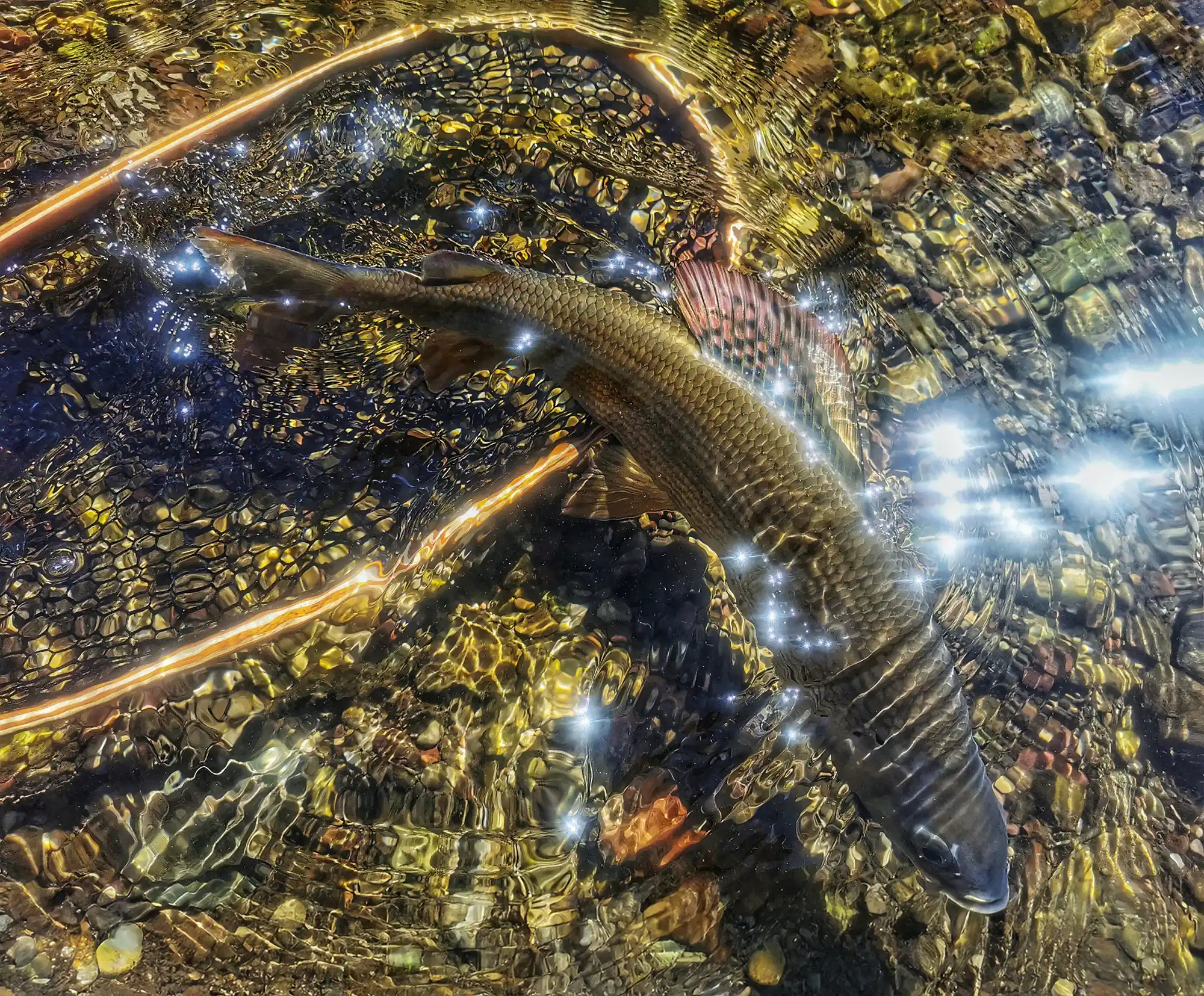 Catch and release grayling of the Dreta river.